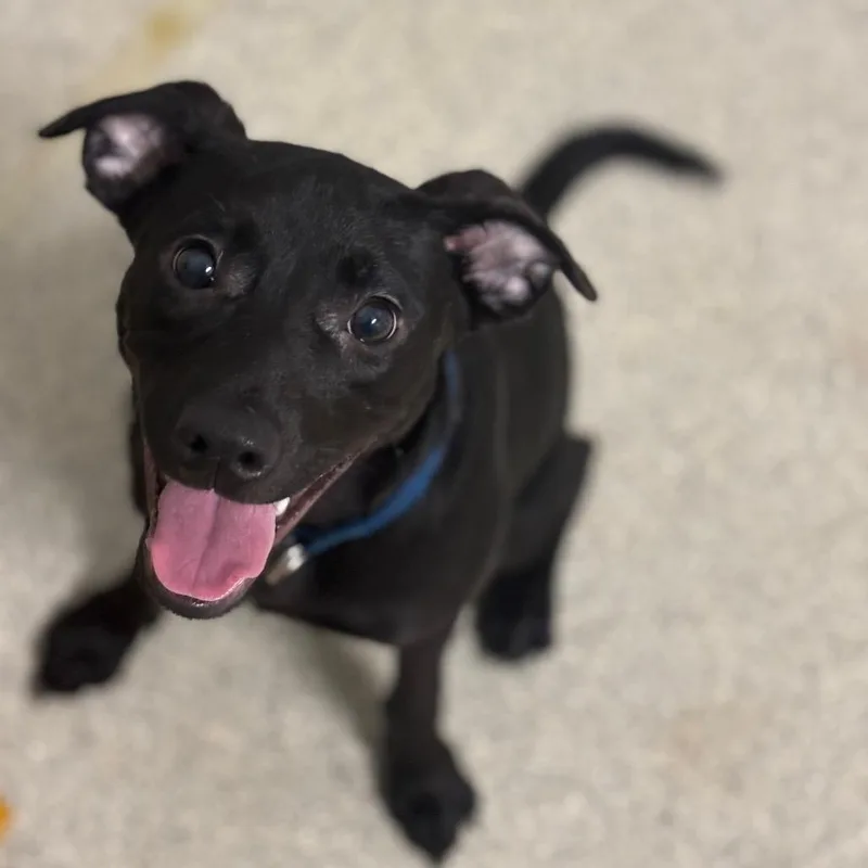 Remmington Blue Collar