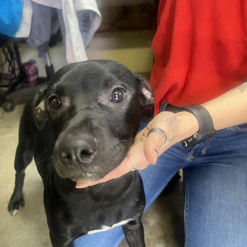 Remmington Blue Collar thumbnail 2