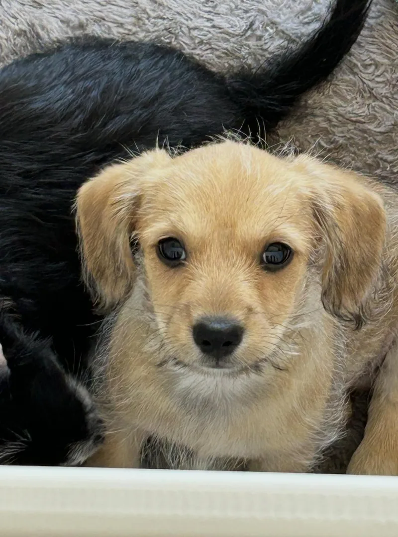 Gus thumbnail 3