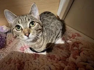 A baby small-sized female Gray / Blue / Silver Domestic Short Hair cat named Kira for adoption in Breinigsville, PA