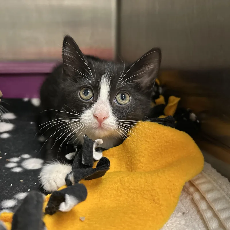 A baby medium-sized female Black & White / Tuxedo Tuxedo cat named Mermaid  Of for adoption in La Grange Park, IL