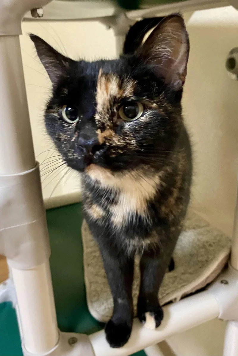 Tamarack thumbnail 2