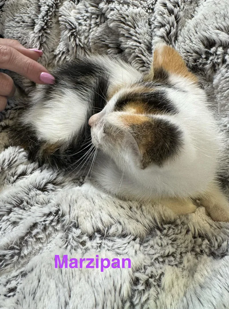 Marzipan
