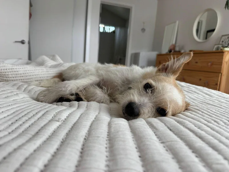 A baby small-sized male White / Cream Border Terrier dog named Archie for adoption in Los Angeles, CA