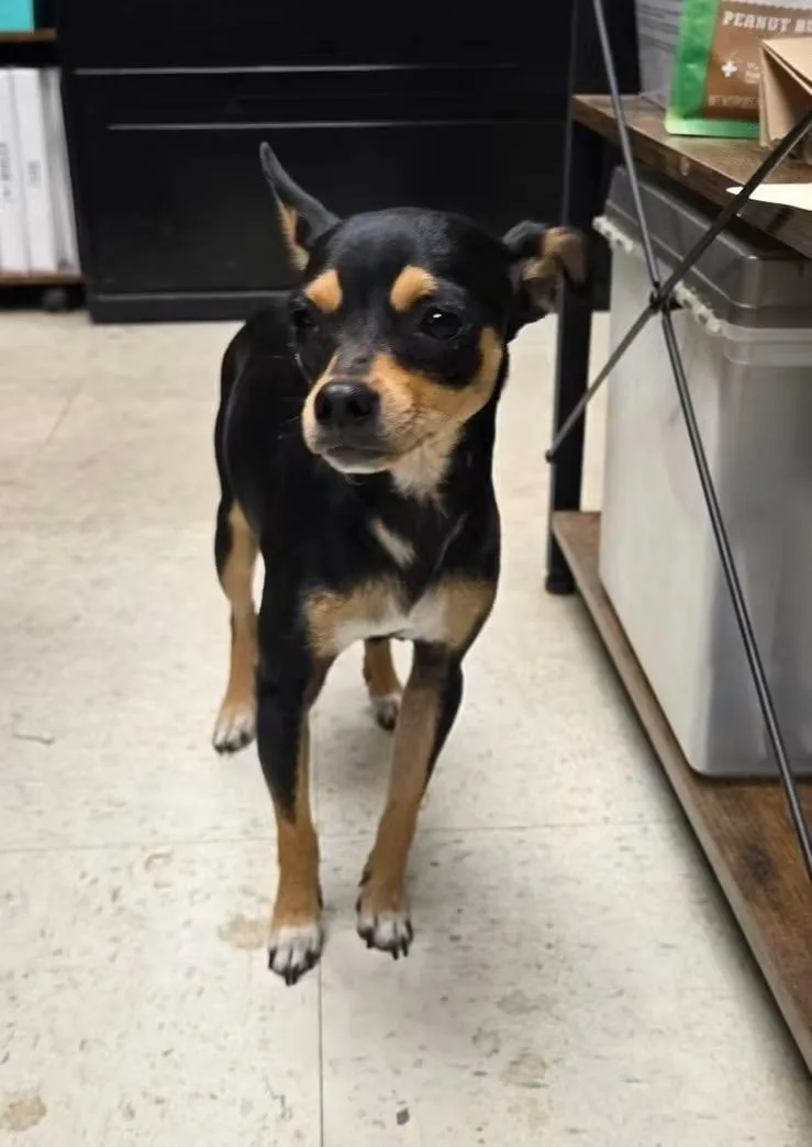 A young small-sized female Miniature Pinscher dog named Mabel for adoption in Oakdale, CA
