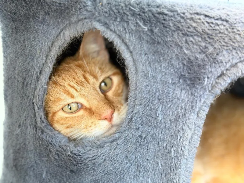 An adult large-sized male Domestic Short Hair cat named Pineapple for adoption in Peru, NY