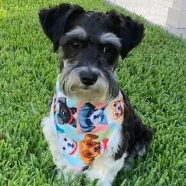 A young small-sized male Black Schnauzer dog named Ramzy for adoption in Houston, TX