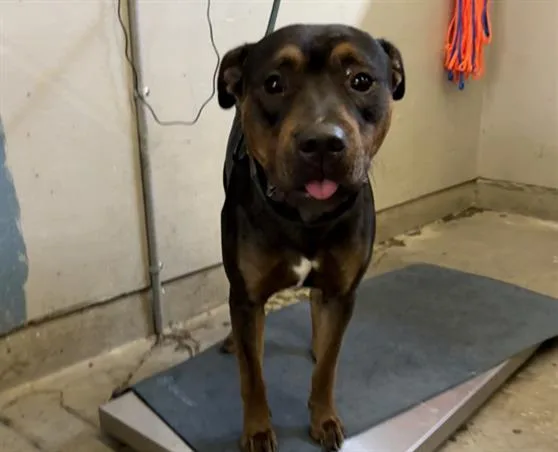 An adult large-sized male Pit Bull Terrier dog named Birdy for adoption in Camarillo, CA