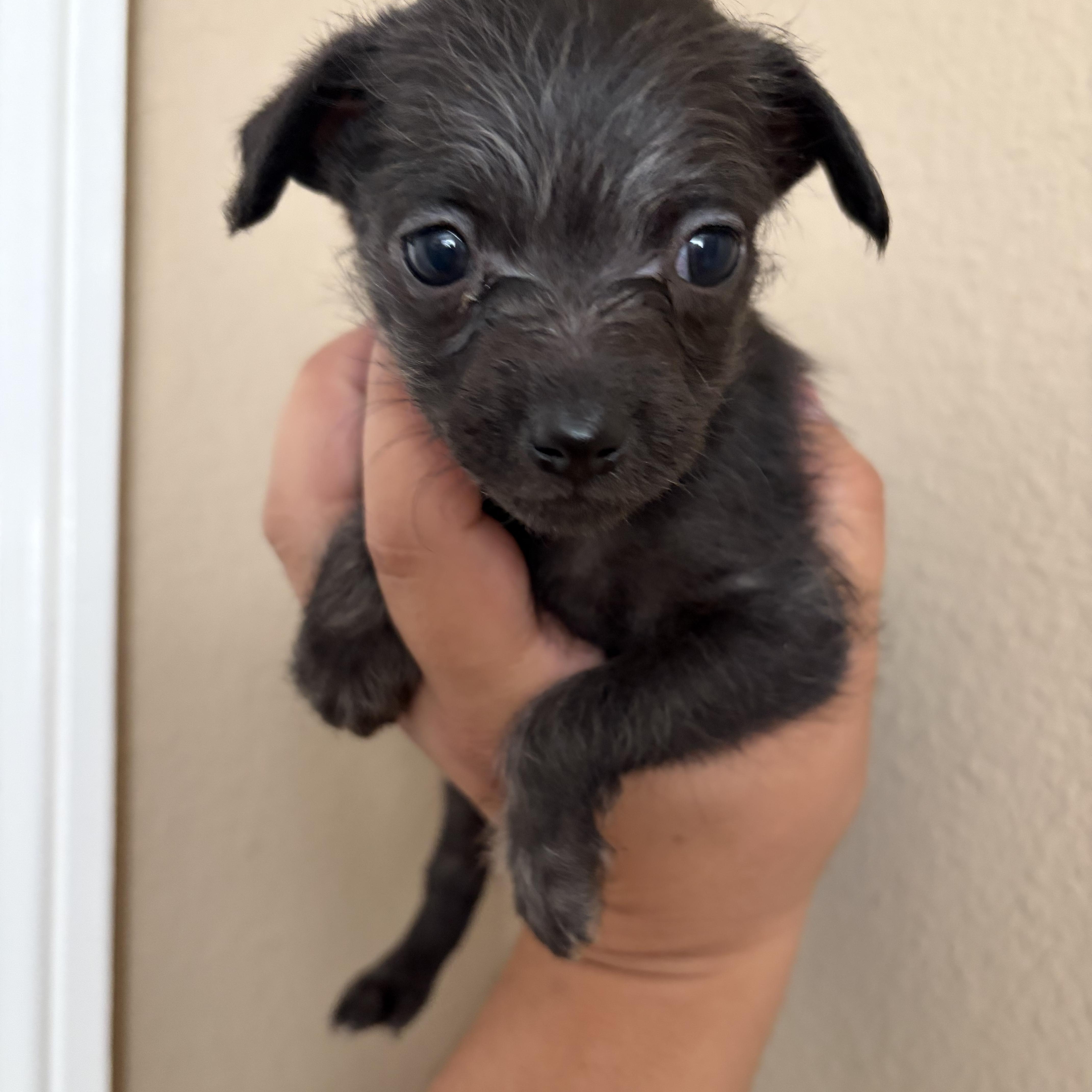 A baby small-sized male Chihuahua dog named Moss for adoption in Corona, CA