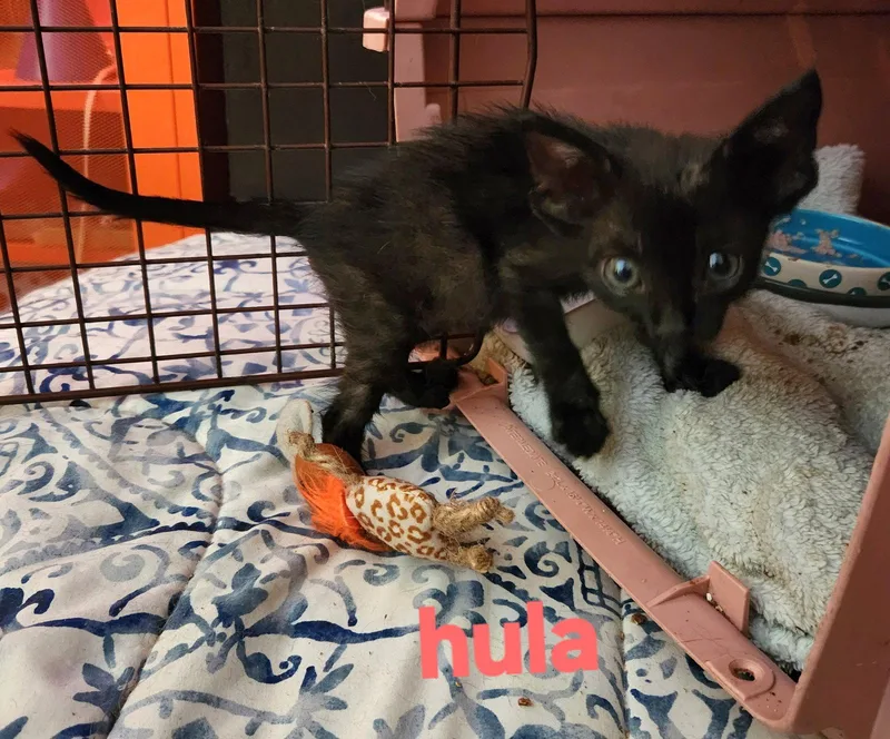 A young medium-sized female Black Domestic Short Hair cat named Hula for adoption in Longwood, FL