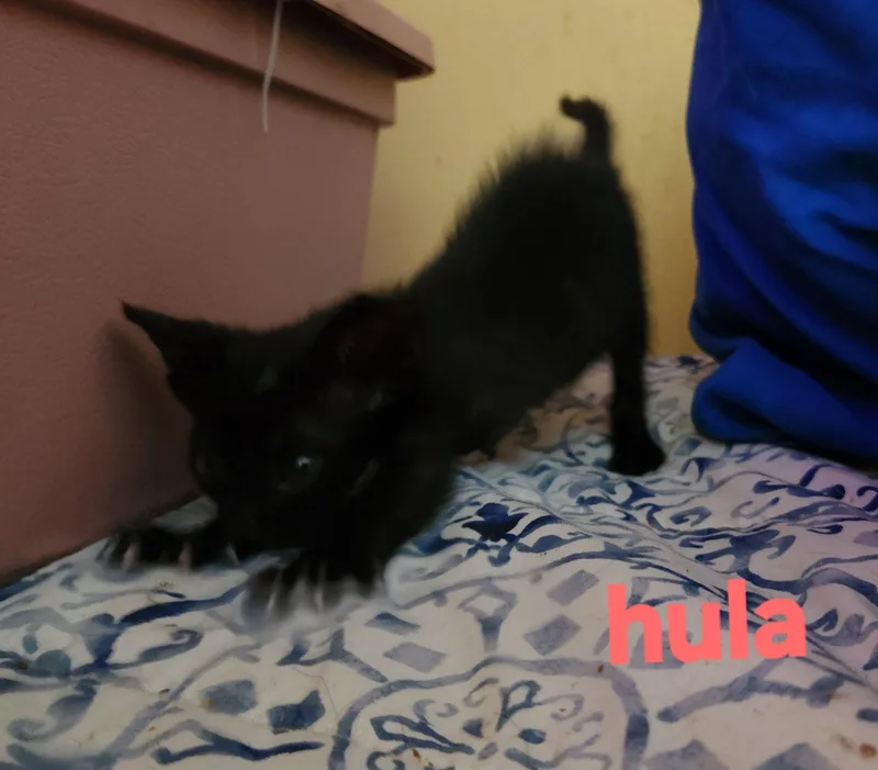 Hula thumbnail 3