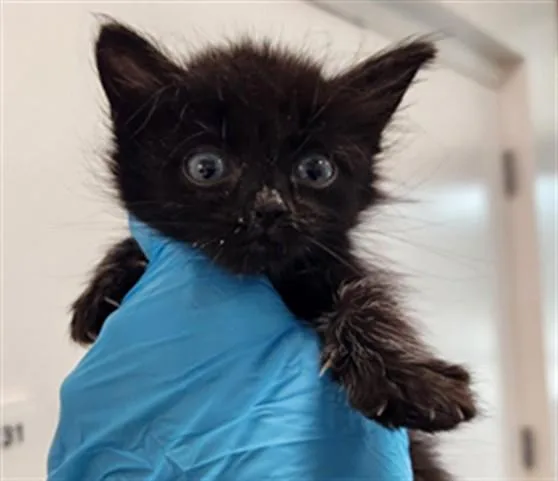 A baby small-sized female Domestic Short Hair cat named Buttercup for adoption in Fort Lauderdale, FL