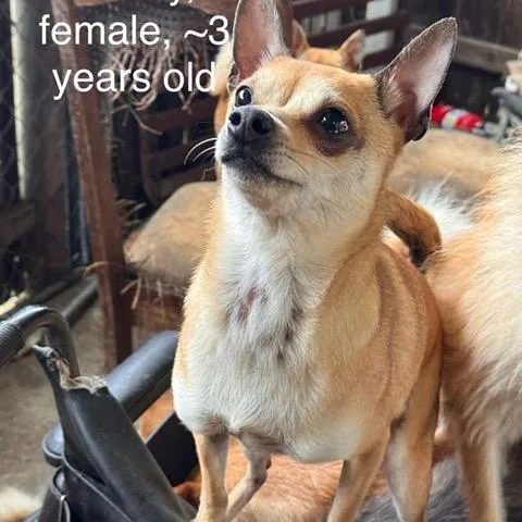 An adult small-sized female Yellow / Tan / Blond / Fawn Chihuahua dog named Rosey for adoption in Bend, OR