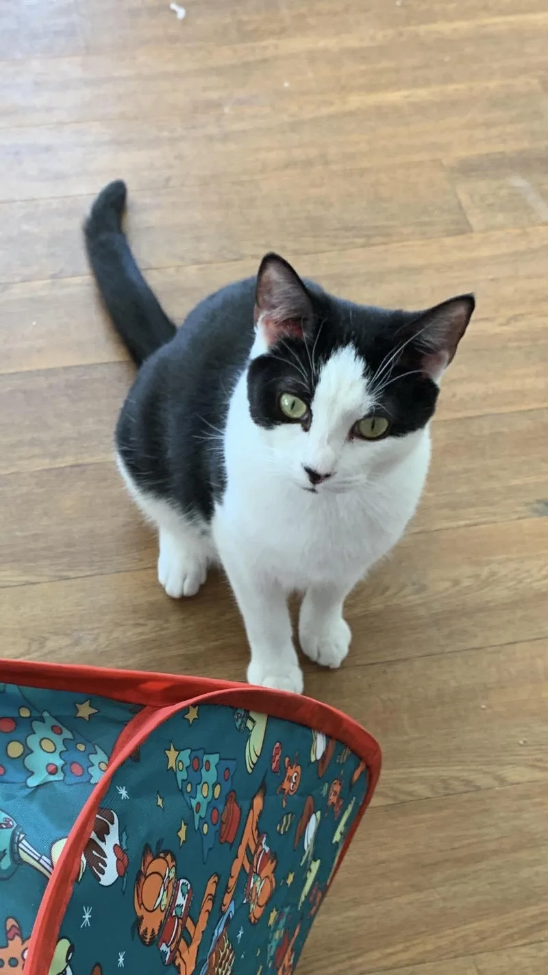 Carly Clogs thumbnail 2