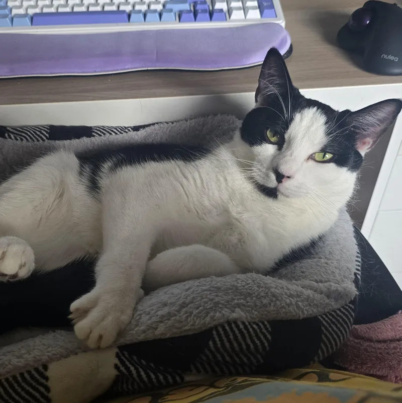 Carly Clogs thumbnail 3