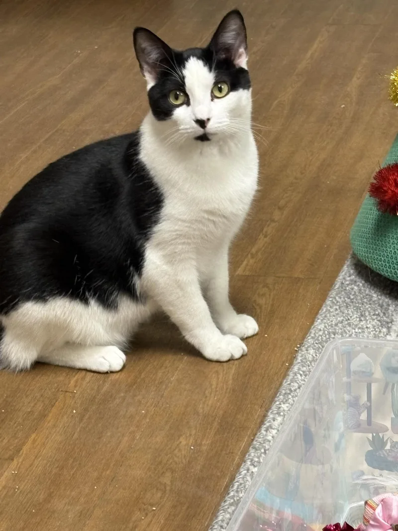 Carly Clogs thumbnail 5