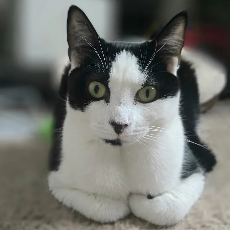 Carly Clogs thumbnail 6