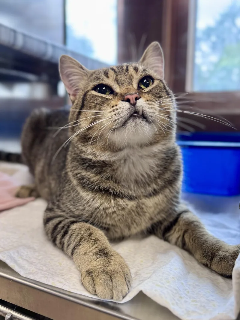 Colby Jack