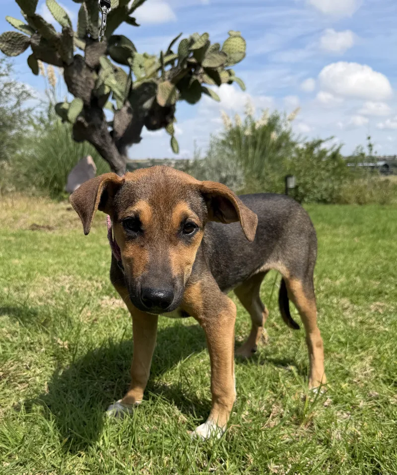A baby medium-sized female Bicolor Shepherd dog named Mary Kate for adoption in Austin, TX