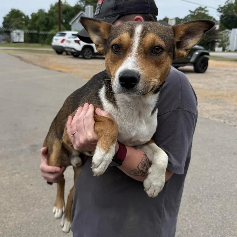 An adult medium-sized male Tricolor (Brown, Black, & White) Australian Kelpie dog named Vegemite for adoption in Columbia, SC