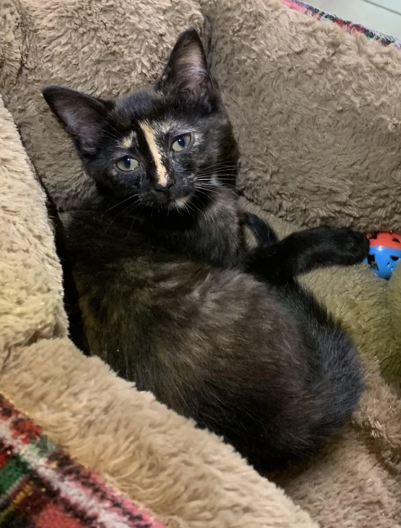 A baby medium-sized female Domestic Short Hair cat named Ann for adoption in Massena, NY