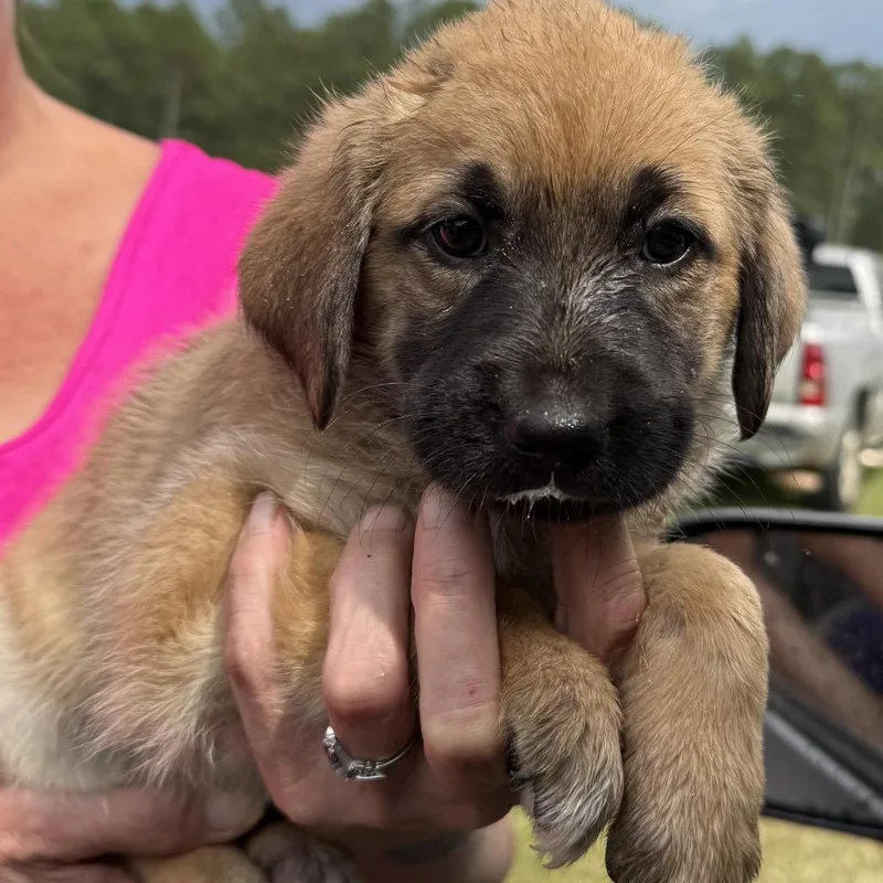 A baby small-sized female Brown / Chocolate German Shepherd Dog named Lyra for adoption in Loxahatchee, FL