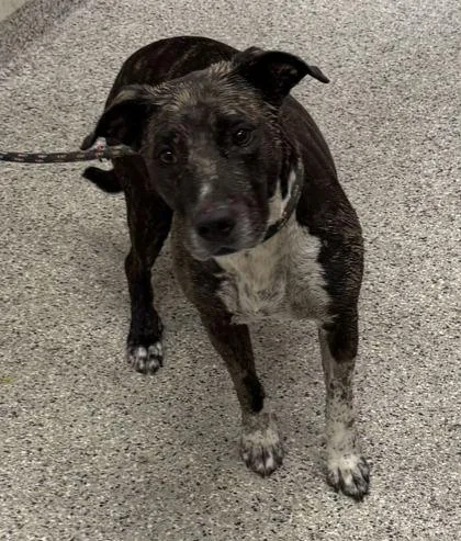 An adult large-sized female Black Pit Bull Terrier dog named Tilly for adoption in Kansas City, MO