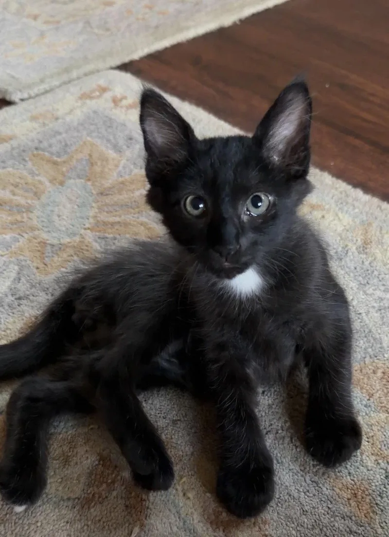 A baby medium-sized male Bombay cat named Batman & Jonny  for adoption in San Luis Obispo, CA