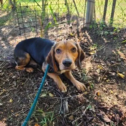 An adult small-sized male Brown / Chocolate Beagle dog named Ezekiel for adoption in Northbrook, IL