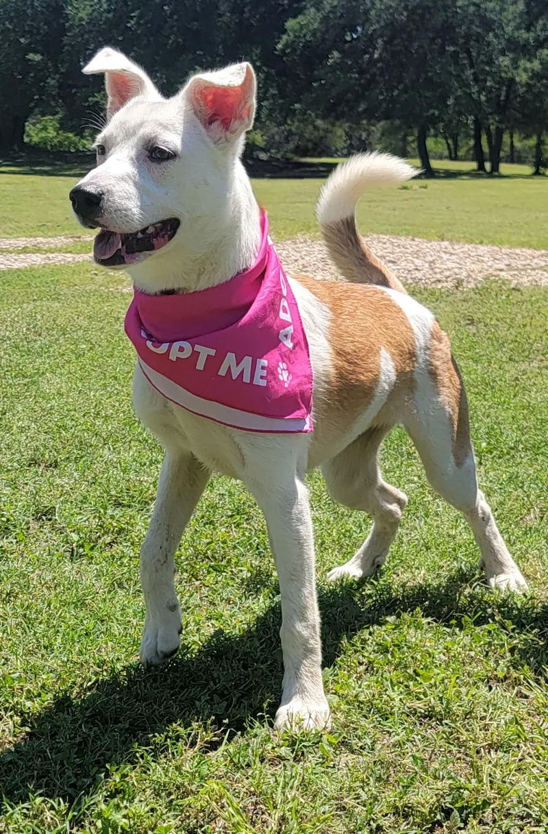 A young medium-sized female Terrier dog named Freckles for adoption in Waco, TX