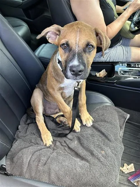 A baby small-sized male Shepherd dog named Zoro for adoption in San Antonio, TX