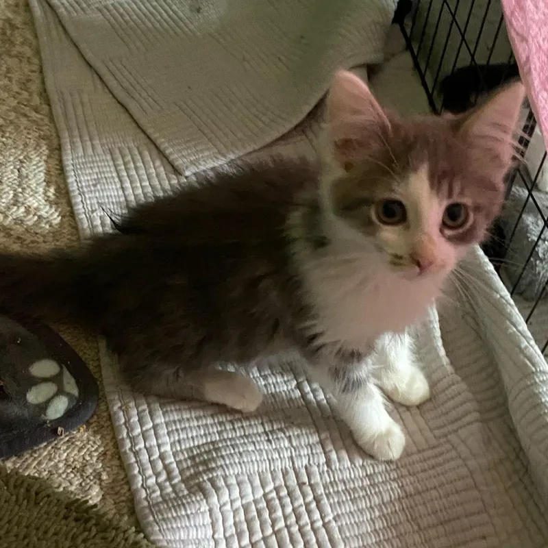 A baby medium-sized female Gray & White Domestic Long Hair cat named Cumulus for adoption in Holly, MI