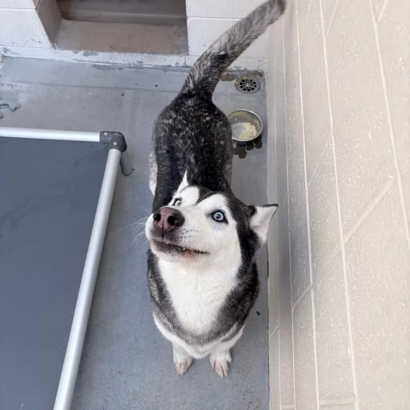 An adult medium-sized male Siberian Husky dog named Blue for adoption in Reno, NV