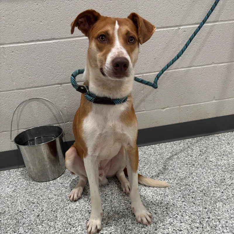 A young medium-sized male Yellow / Tan / Blond / Fawn Mixed Breed dog named Truffle for adoption in Smithville, TN