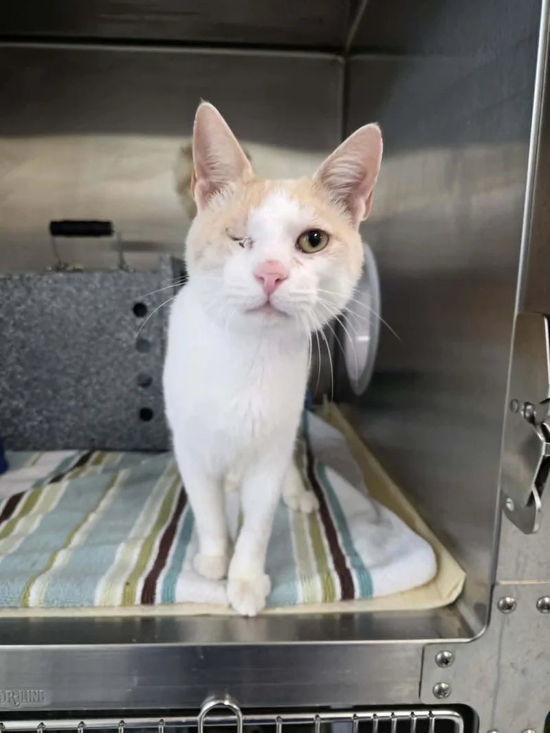 A young medium-sized male White Domestic Short Hair cat named Gelato for adoption in Umatilla, FL