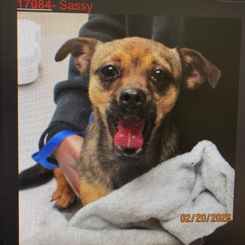 Ms Sassy thumbnail 2