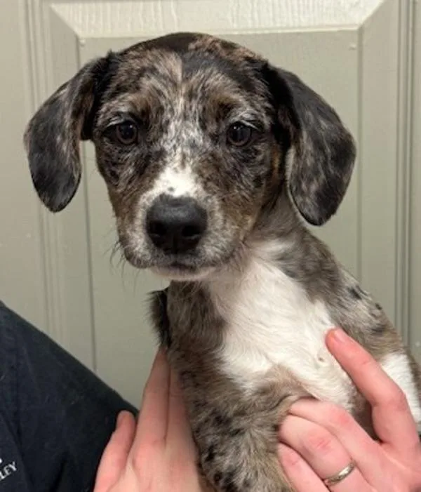 A baby medium-sized female Catahoula Leopard Dog dog named Boots for adoption in Littleton, CO