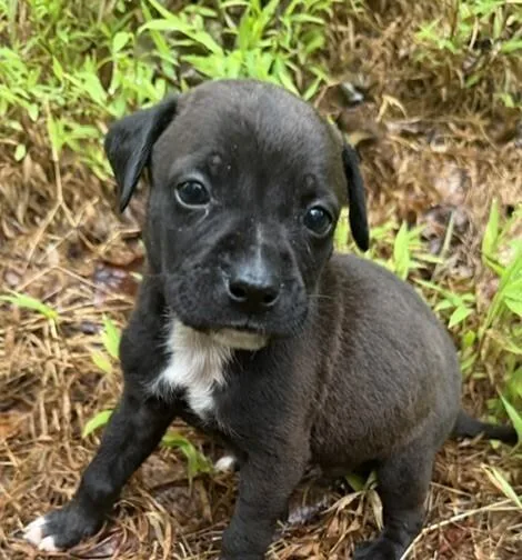 A baby medium-sized male Tricolor (Brown, Black, & White) Labrador Retriever dog named Babe Gus for adoption in Washington, DC