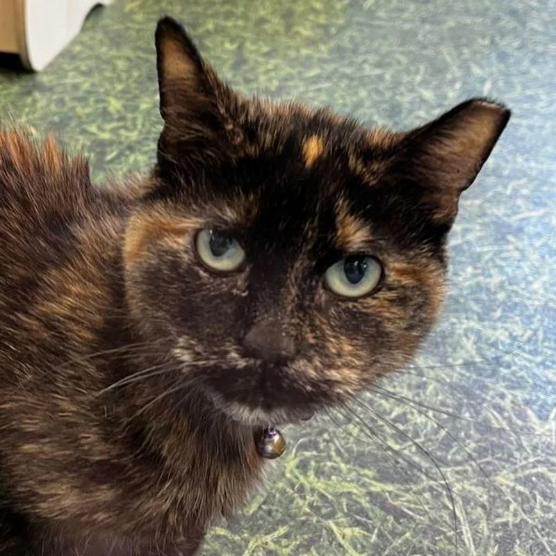 A senior medium-sized female Tortoiseshell Domestic Short Hair cat named Maple for adoption in Kingman, AZ