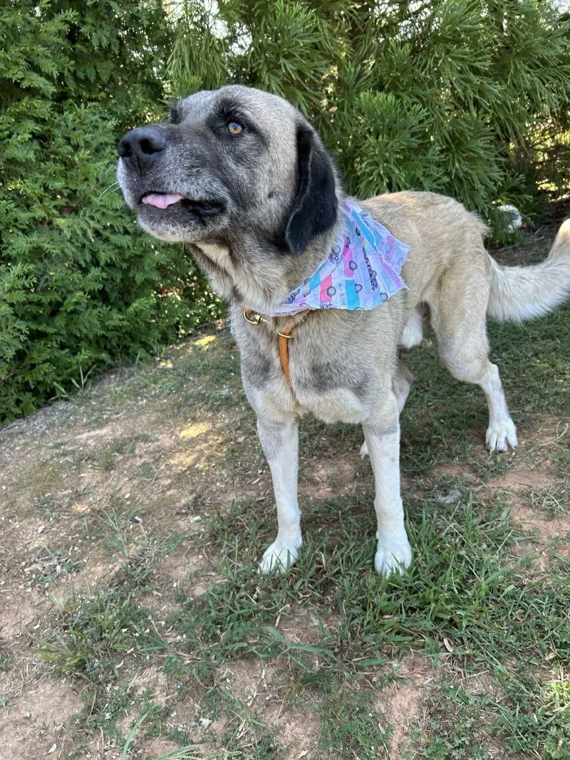 A young medium-sized male Anatolian Shepherd dog named Oso for adoption in Herndon, VA