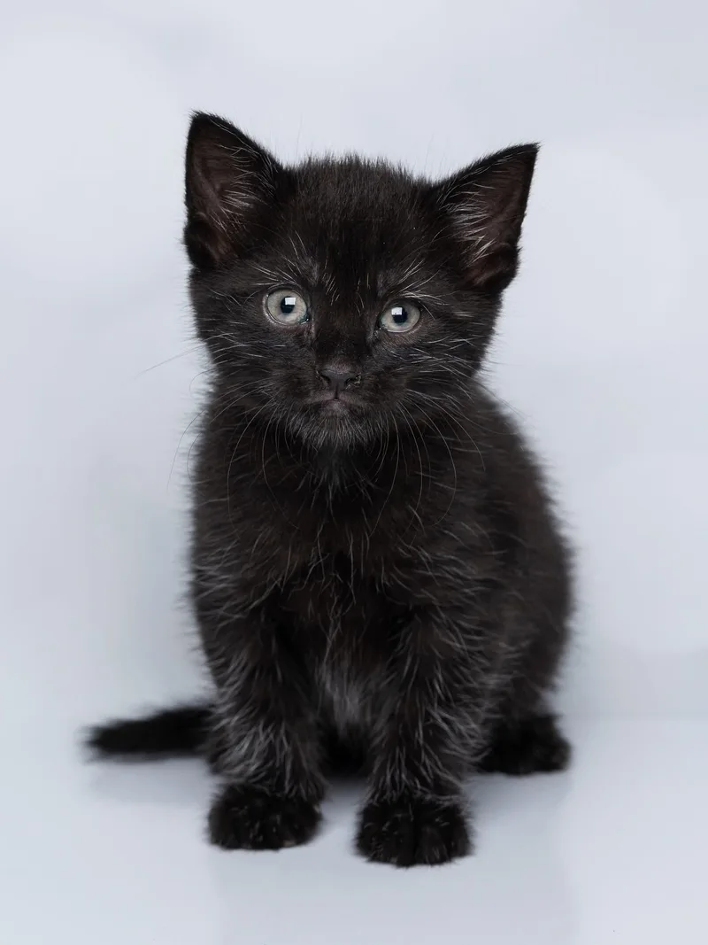 A baby medium-sized female Black Domestic Medium Hair cat named Eloise Myrtle for adoption in Kenhorst, PA