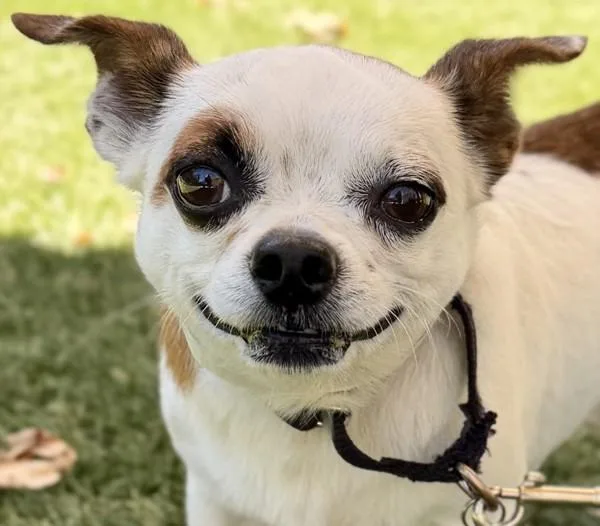 An adult small-sized male Chihuahua dog named Apple for adoption in Walnut Creek, CA