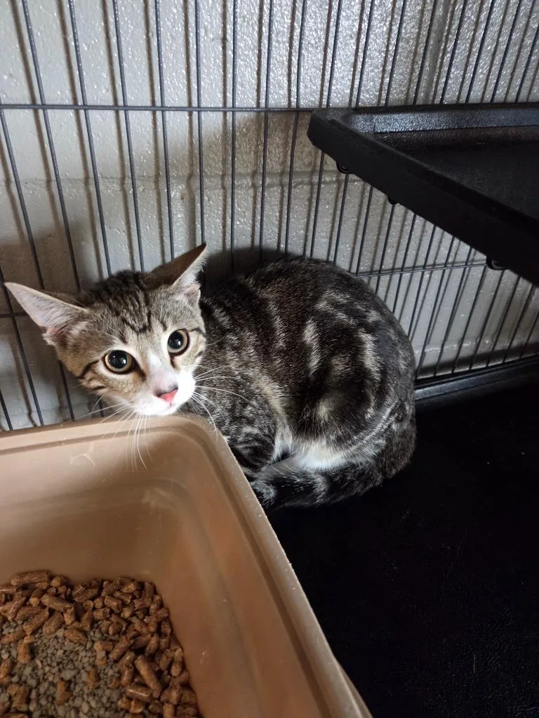 A baby medium-sized female Domestic Short Hair cat named Pickle for adoption in Bossier City, LA