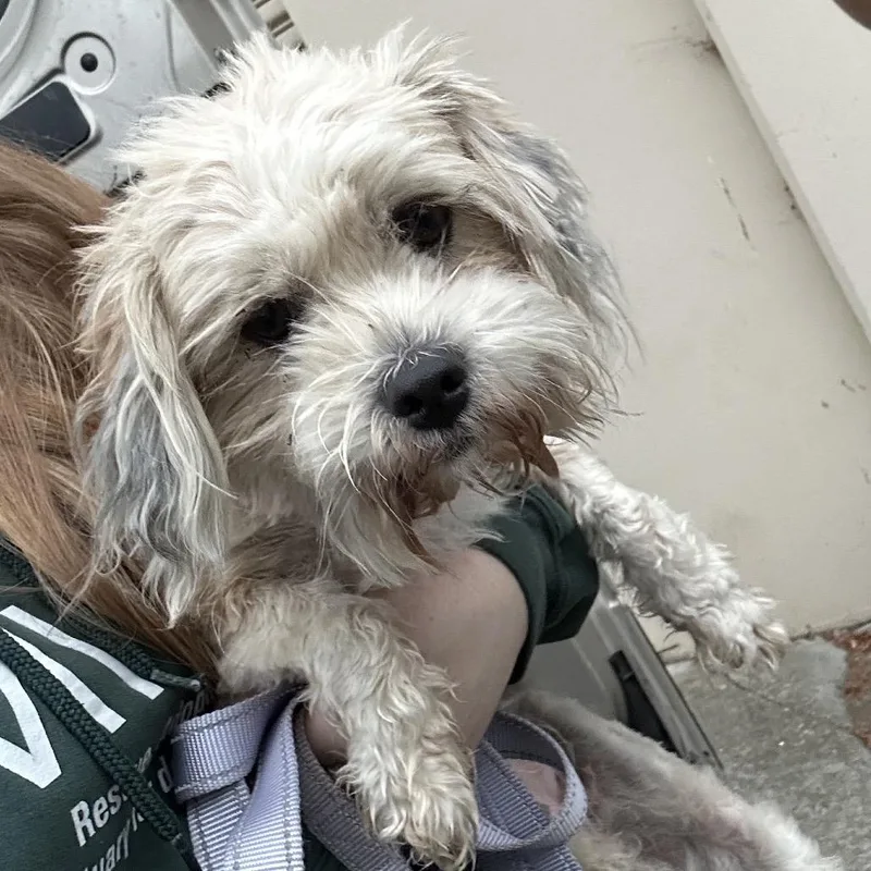 An adult small-sized female Terrier dog named Envy for adoption in Point Richmond, CA