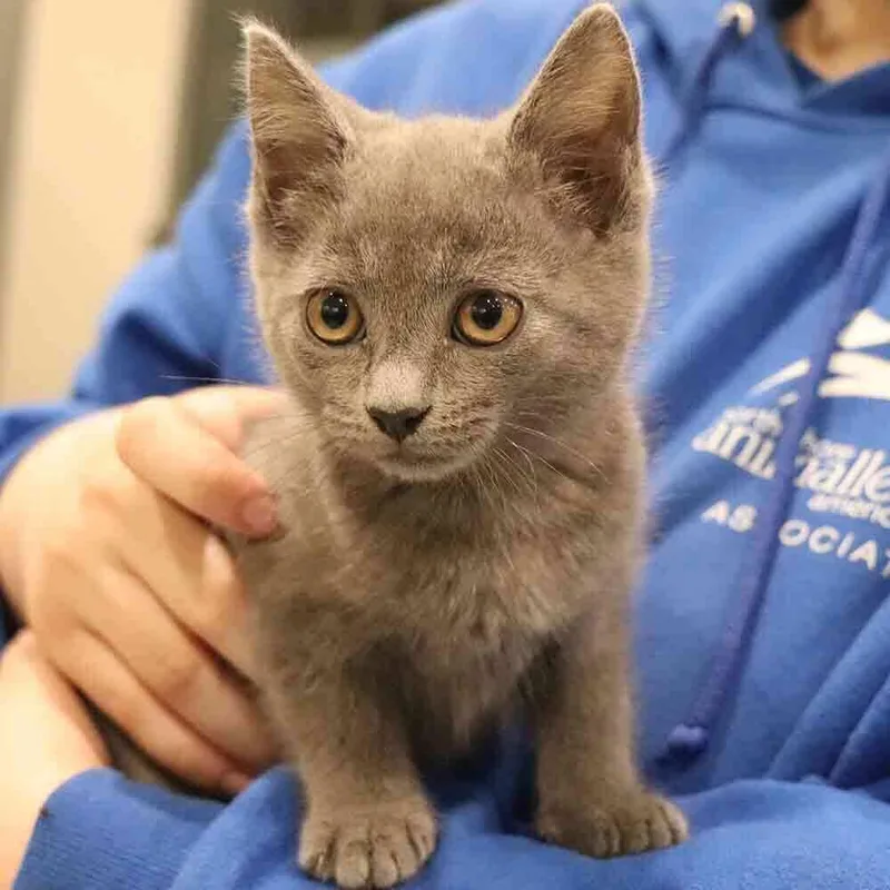 A baby small-sized female Domestic Short Hair cat named Pistachio for adoption in Port Washington, NY