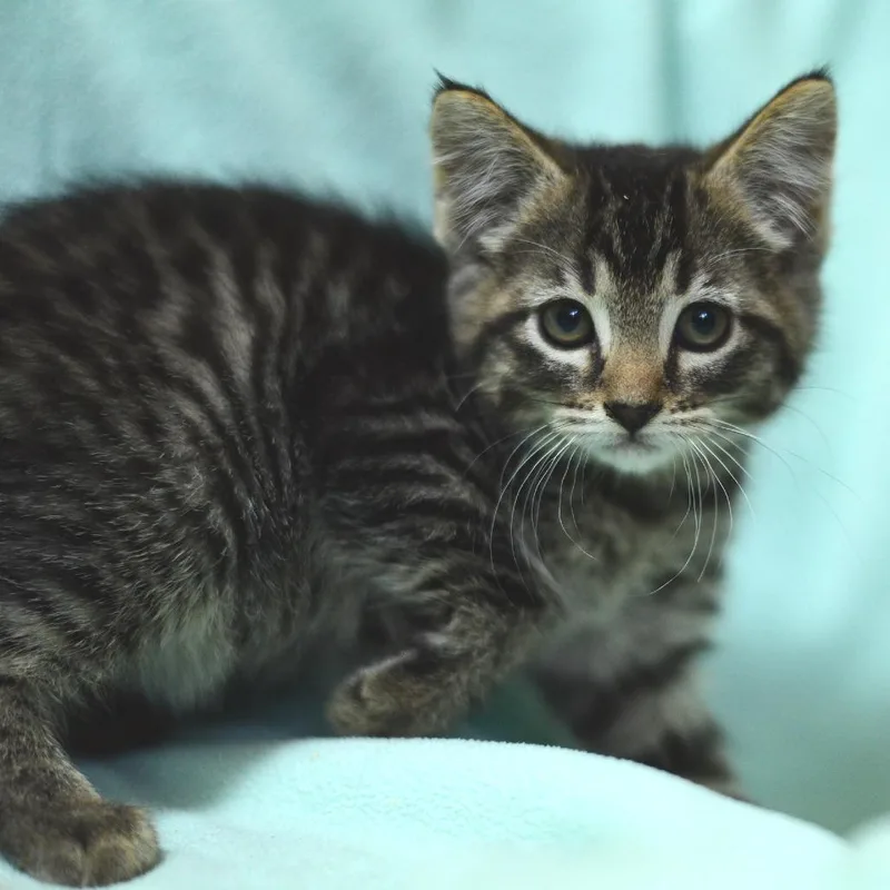 A baby small-sized female Brown / Chocolate Domestic Short Hair cat named Hilary Duff for adoption in Idaho Falls, ID