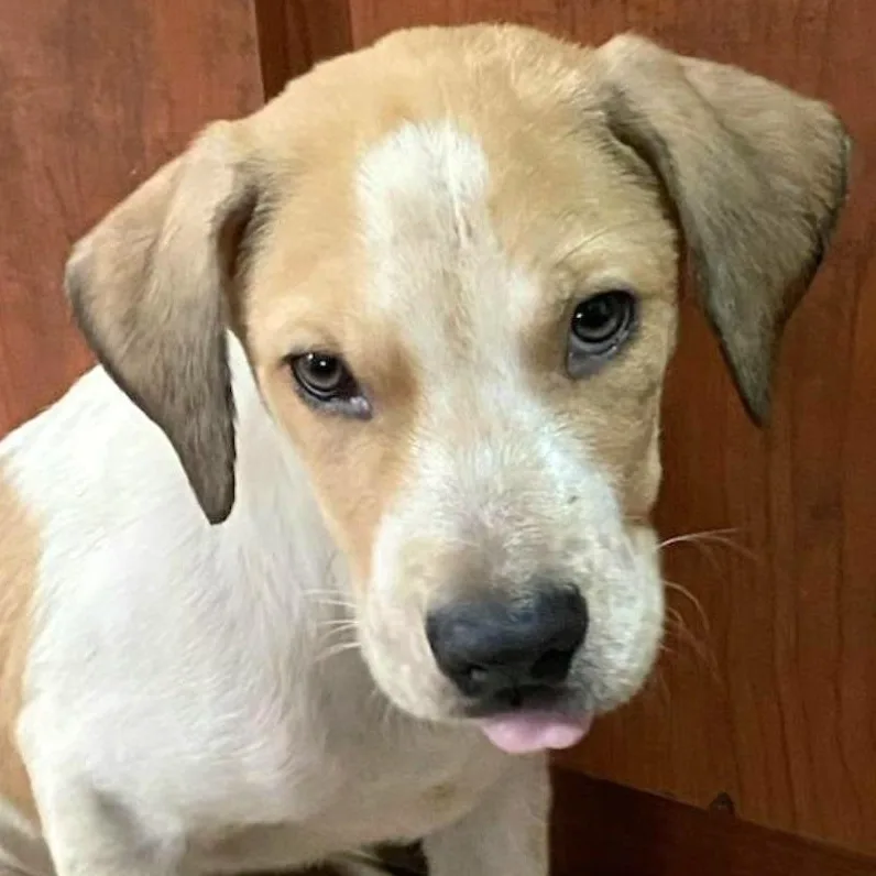 Bambino "your Baby."