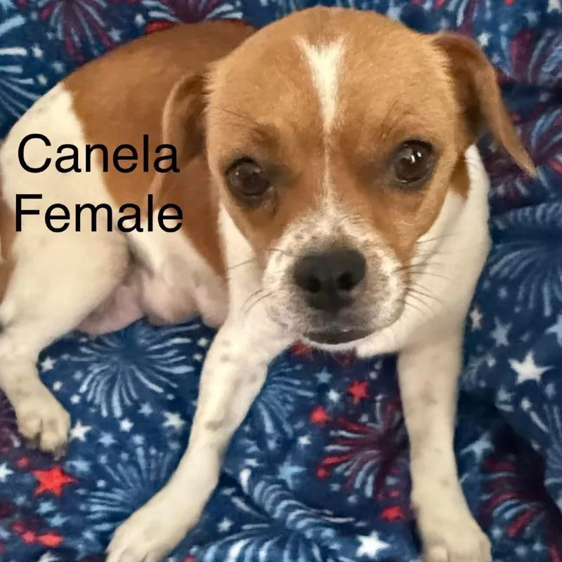 Canela