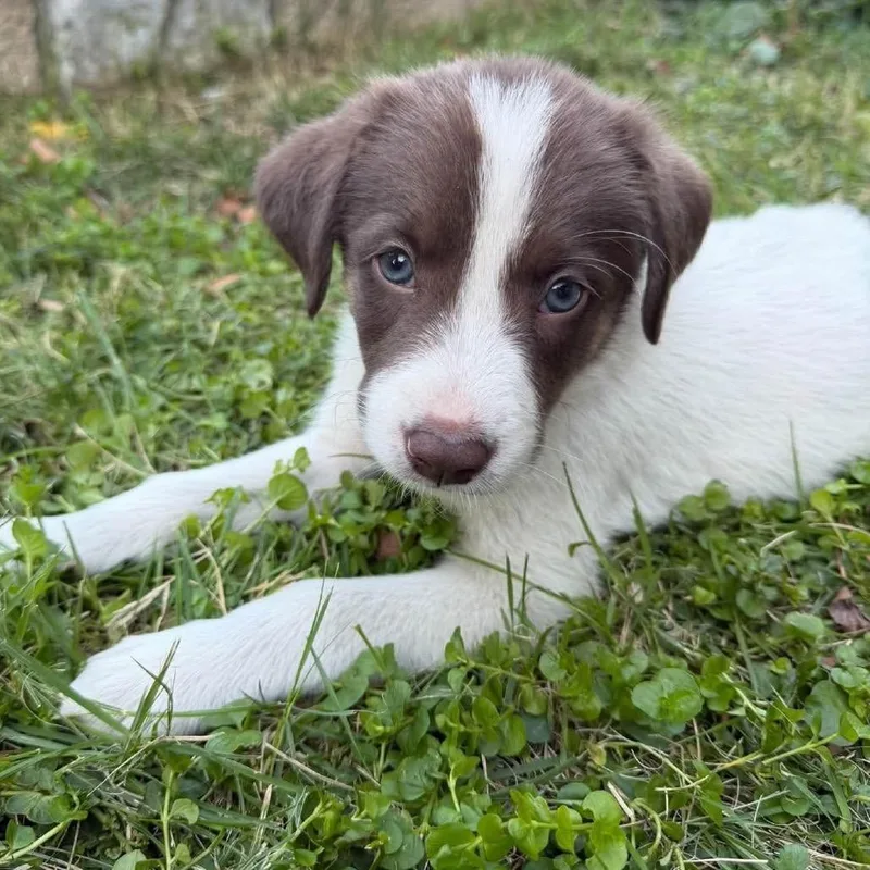 A baby medium-sized male Chocolate Labrador Retriever dog named Nash for adoption in Peculiar, MO