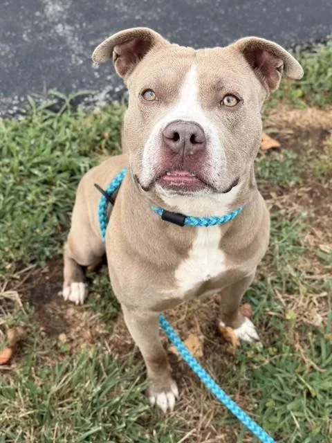 A young medium-sized male Terrier dog named Benson for adoption in Olivette, MO